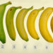 ¿Sabes cuál de estas 7 bananas es más saludable?