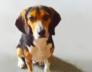 Su novia le da a escoger entre ella o su perro, y él responde brillantemente