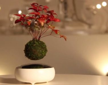 bonsai flotando