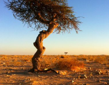 Crean un bosque en medio del desierto de Egipto