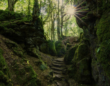 bosque puzzlewood coleford reino unido