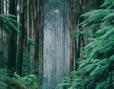 Los eucaliptos gigantes de Australia | Entre los árboles más altos del mundo
