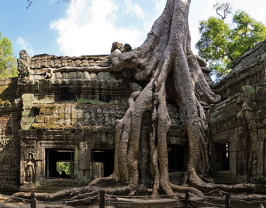Los gigantescos árboles del templo de Ta Prohm