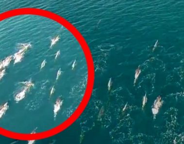 Graban a unas sirenas en California