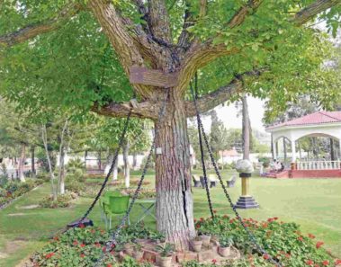 La sorprendente historia del árbol que fue arrestado