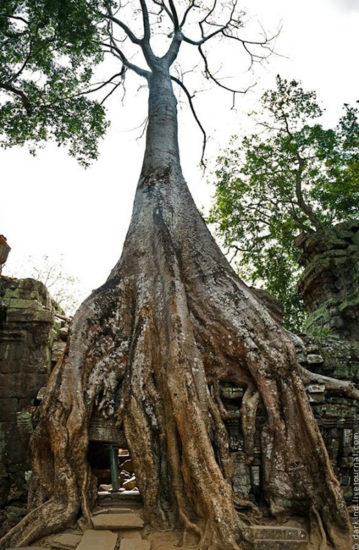 templo ta prohm camboya