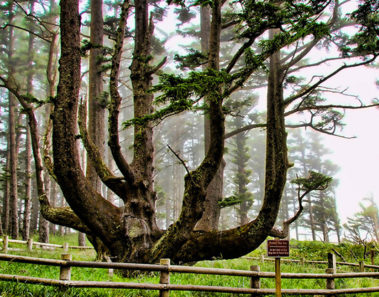 Este es el insólito árbol pulpo de Oregón