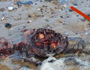 Este hombre encontró un extraño ser a la orilla del mar. Cuando lo miró de cerca quedó sorprendido