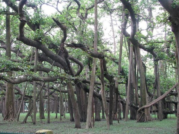 great banyan el árbol más ancho del mundo