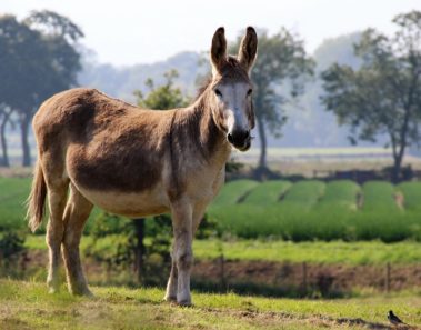 Ladrón roba un burro y solicita un insólito rescate