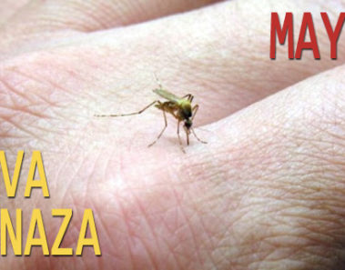 ¡Atención! Mayaro, un nuevo virus