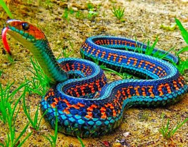 Esta serpiente mexicana no había sido vista en más de 70 años