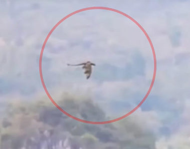 Vídeo de un dragón volando en China se vuelve viral