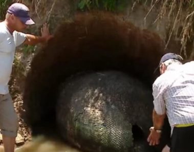 Este hombre encontró algo enorme e insólito en su jardín