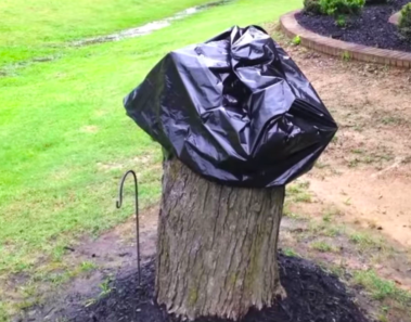 Su marido cortó este árbol. 2 semanas después le quitó la bolsa