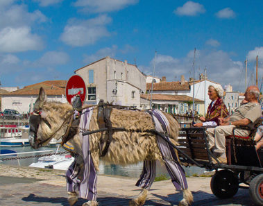 Estos son los simpáticos burros con pantalones de la isla de Ré