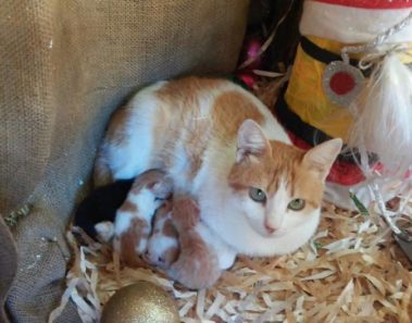 Esta gatita parió a sus bebés en un pesebre de Navidad