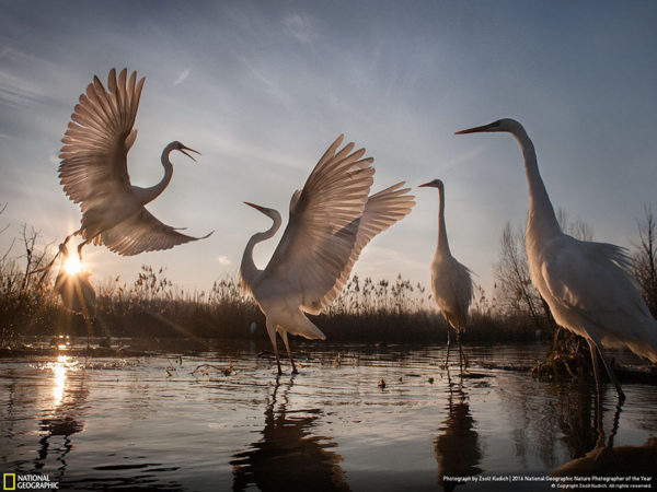 Estos fueron los ganadores del concurso de National Geographic a Fotógrafo de la naturaleza 2016