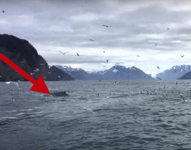 Mientras grababan gaviotas, algo increíble salió del mar