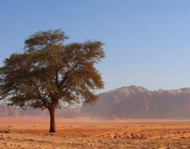 Los árboles de incienso de Wadi Dawkah