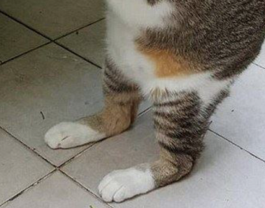 Esta niña salvó la vida de este animal, pero cuando su madre lo vio, tuvo que estar hospitalizada