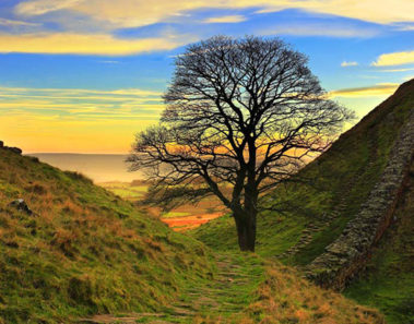 Sycamore Gap. El Gran Roble de Sherwood, el árbol de Robin Hood