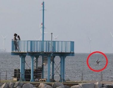 Se revela el gran misterio de la criatura marina de Cantenbury