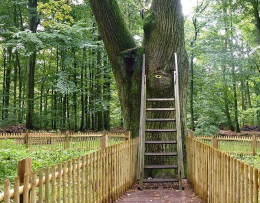 Descubre la romántica razón por la que este árbol es el único del mundo con código postal