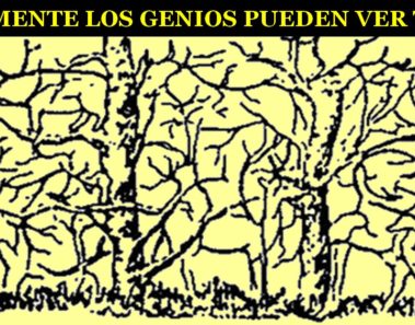 ¿Cuántos animales puedes ver aquí? Tu respuesta te sorprenderá