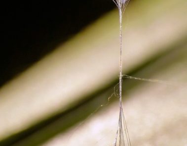 Udumbara: La flor que crece cada 3000 años
