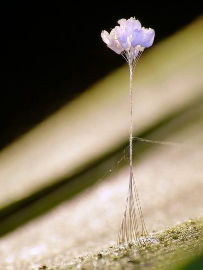 Udumbara: La flor que crece cada 3000 años