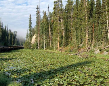 Este lago en Yellowstone tiene algo que ningún otro lago del mundo posee