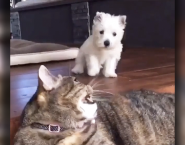 No te puedes perder las reacciones de este cachorro al conocer al gato de la familia