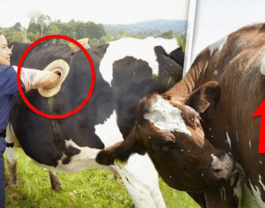 vacas con agujeros en un lado