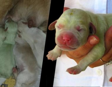 5 perros que nacieron de color verde, ¡y aun así son adorables!