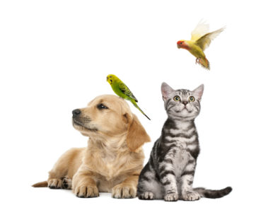 donde acariciar perros gatos aves mascotas