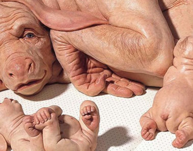 Estados Unidos ha creado el primer híbrido entre un humano y un cerdo
