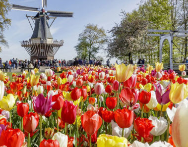 Keukenhof, el más bello jardín de flores del planeta