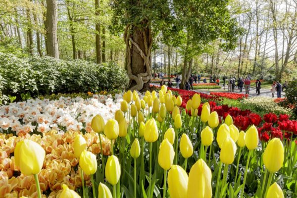 keukenhof jardines de tulipanes amsterdam