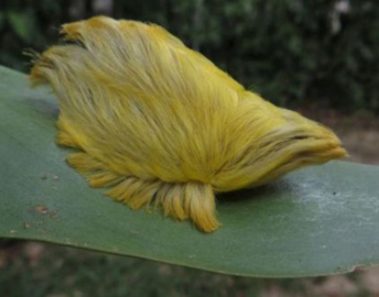 Puss Caterpillar (Megalopyge Opercularis)