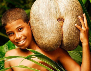 El famoso coco de mar de las Seychelles. La semilla mas grande del mundo