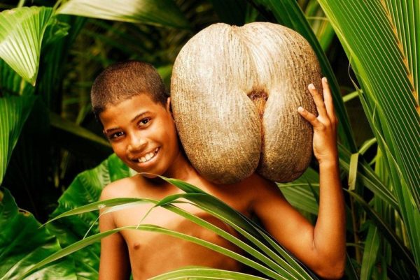 El famoso coco de mar, una fruta prohibida de las Seychelles