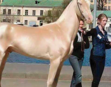 Fue elegido como el caballo más bello del mundo, pero entonces notaron algo en su pelaje