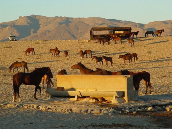 Los hermosos caballos salvajes del desierto de Namib