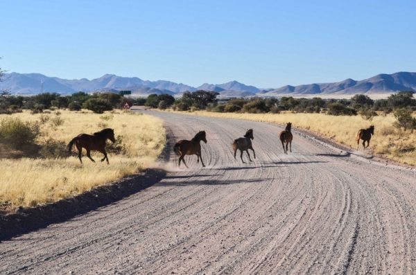 Los hermosos caballos salvajes del desierto de Namib