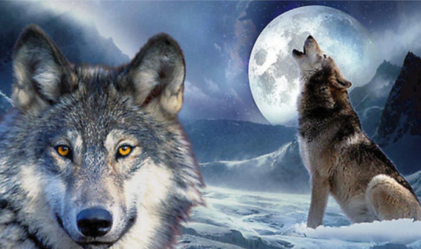 La parábola de los lobos, una lección para toda la vida