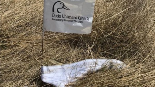 Los canadienses están enterrando sus calzoncillos. ¿Por qué lo hacen?