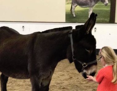 Esta enferma niña abraza la cara de un burro y entonces algo increíble sucede