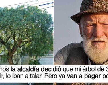 El ayuntamiento taló su árbol de 30 años, pero su venganza fue épica
