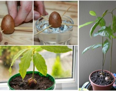 como plantar cultivar aguacates en casa